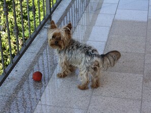 Pet-friendly