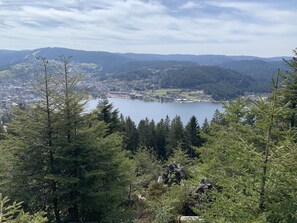 Entre lac et forêt. 